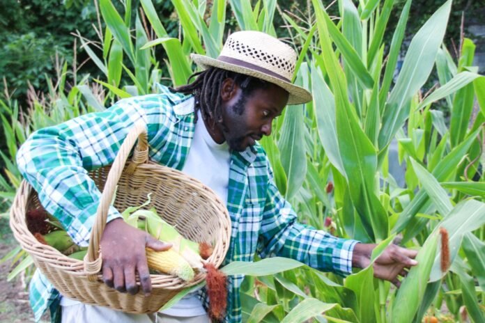 Modern African commercial farm with mechanized farming equipment, illustrating agribusiness growth, agricultural innovation, and investment opportunities across Africa.