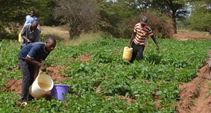 African Development Bank Approves US$94 Million to Expand Irrigation in Cameroon