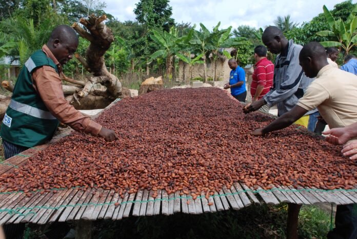 Nigeria Bans Raw Cocoa Bean Exports to Boost Local Processing